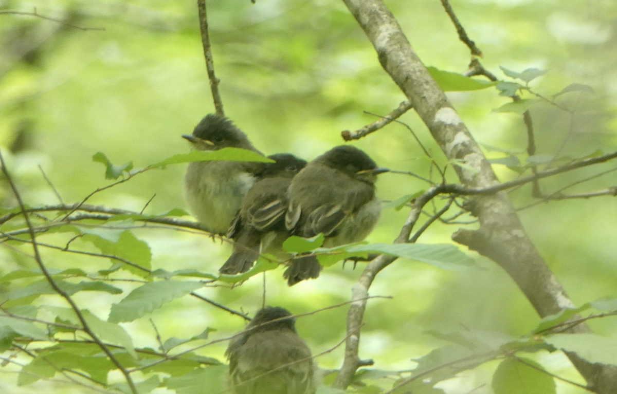 Eastern Phoebe - ML618044854