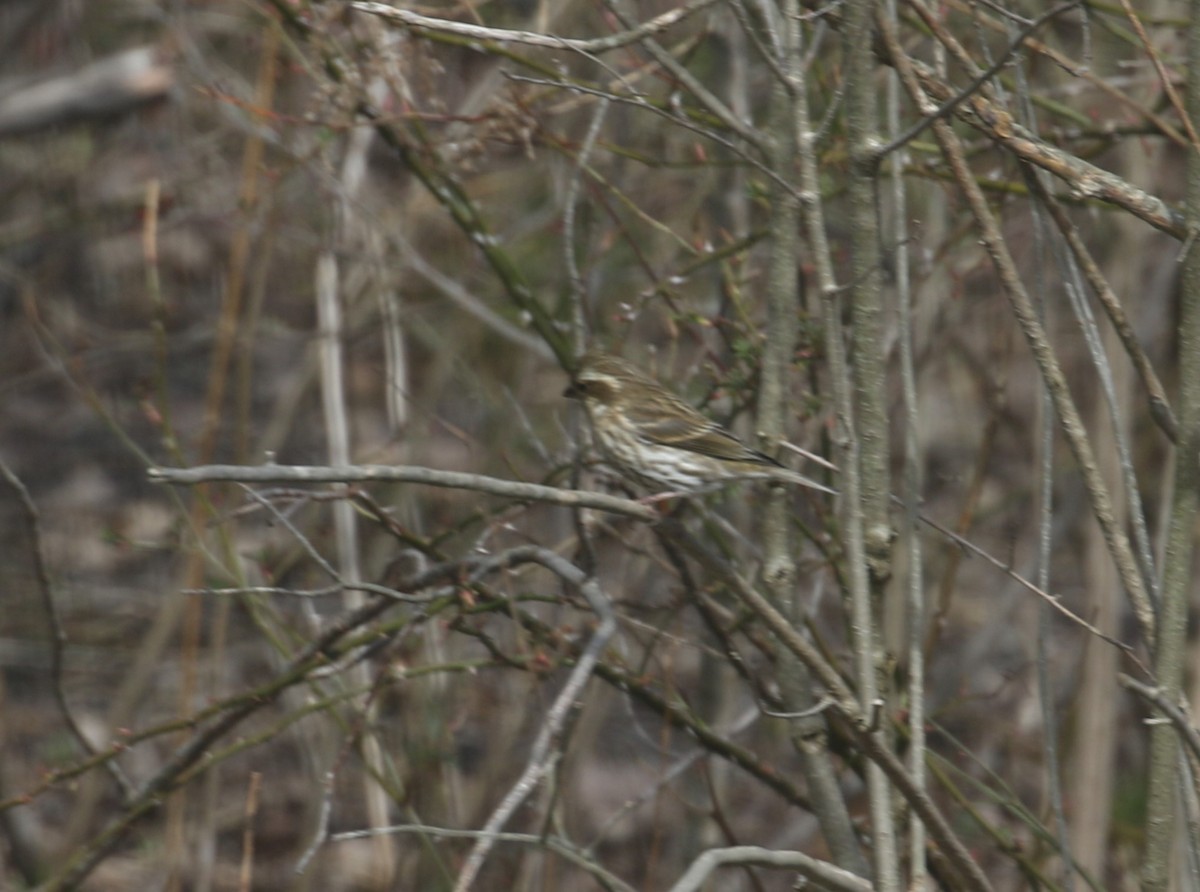 Purple Finch - ML618044859