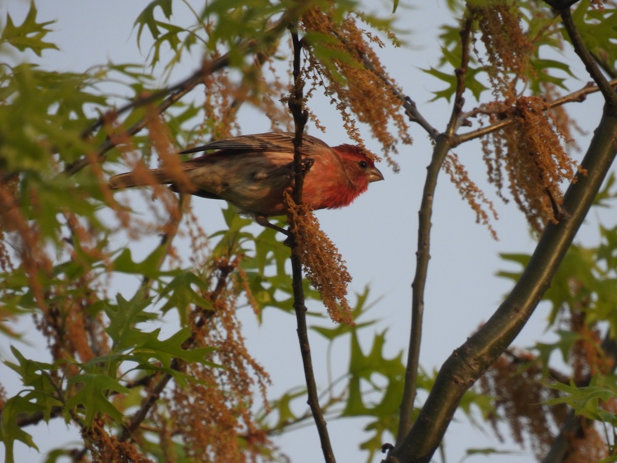 House Finch - ML618044861