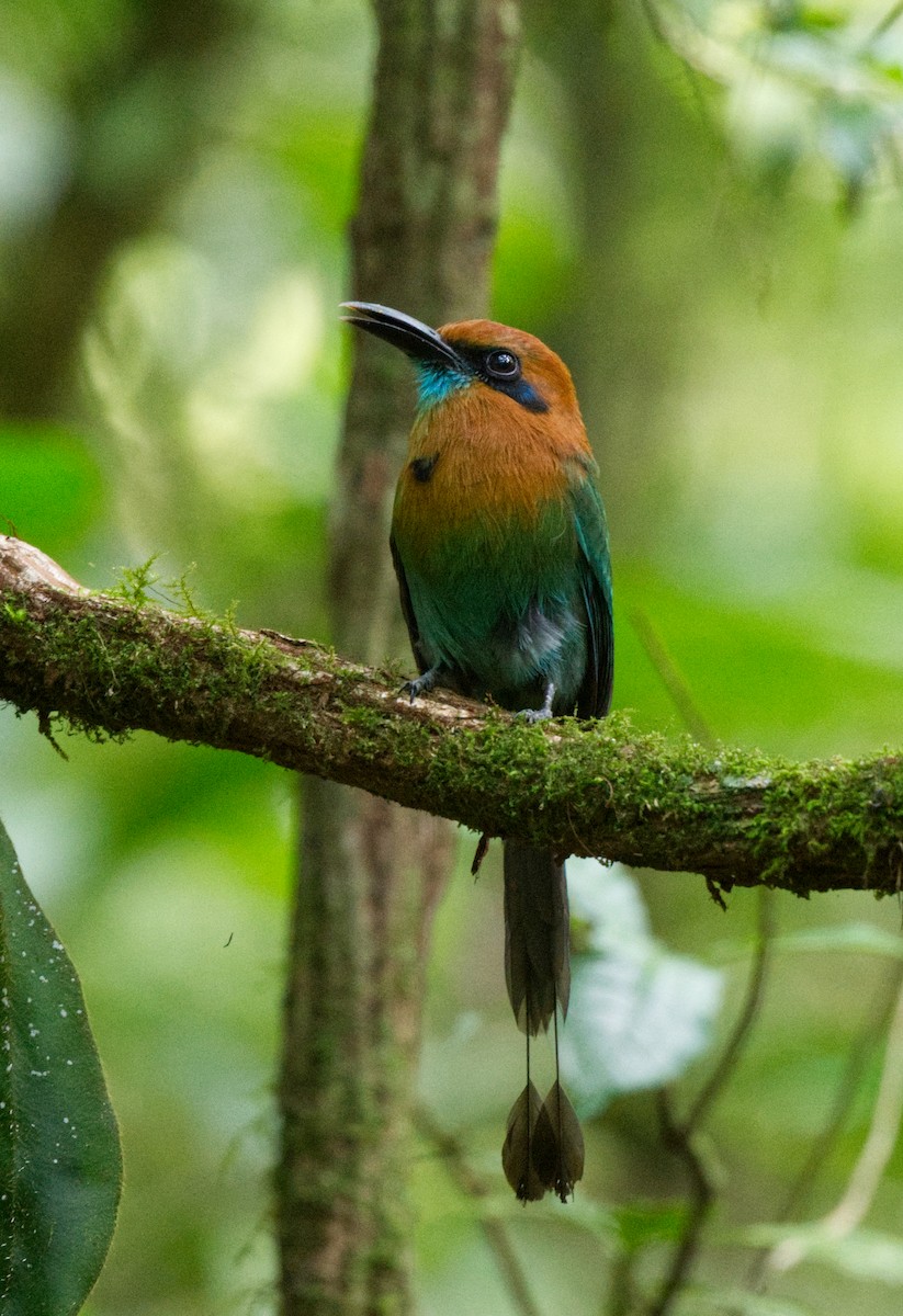 Broad-billed Motmot - Travis Vance