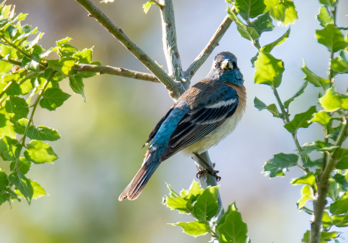 Lazuli Bunting - Kim Moore