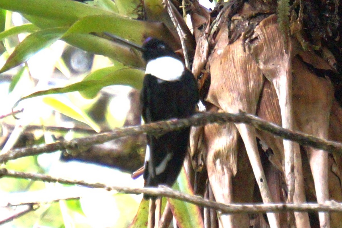 Collared Inca - Pablo Perez - Perez