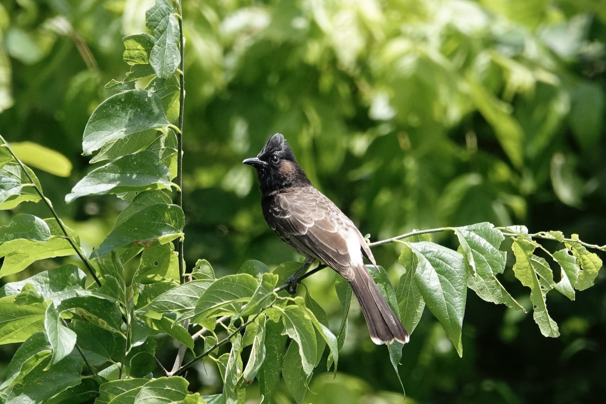 Red-vented Bulbul - ML618044950