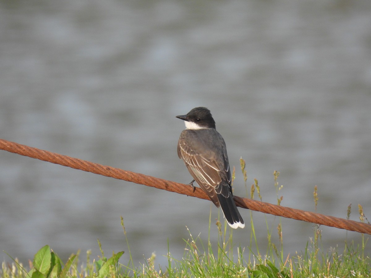 Eastern Kingbird - ML618044955