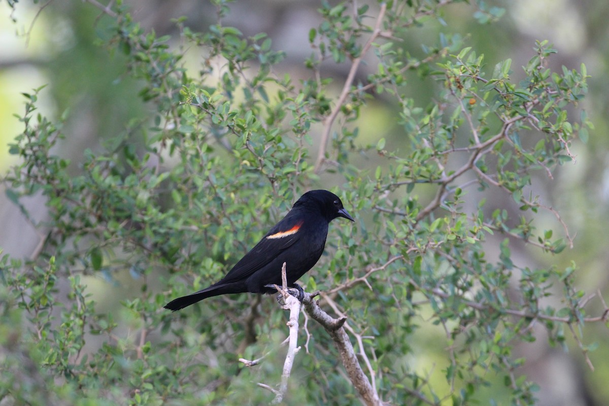 Red-winged Blackbird - Hank Taliaferro