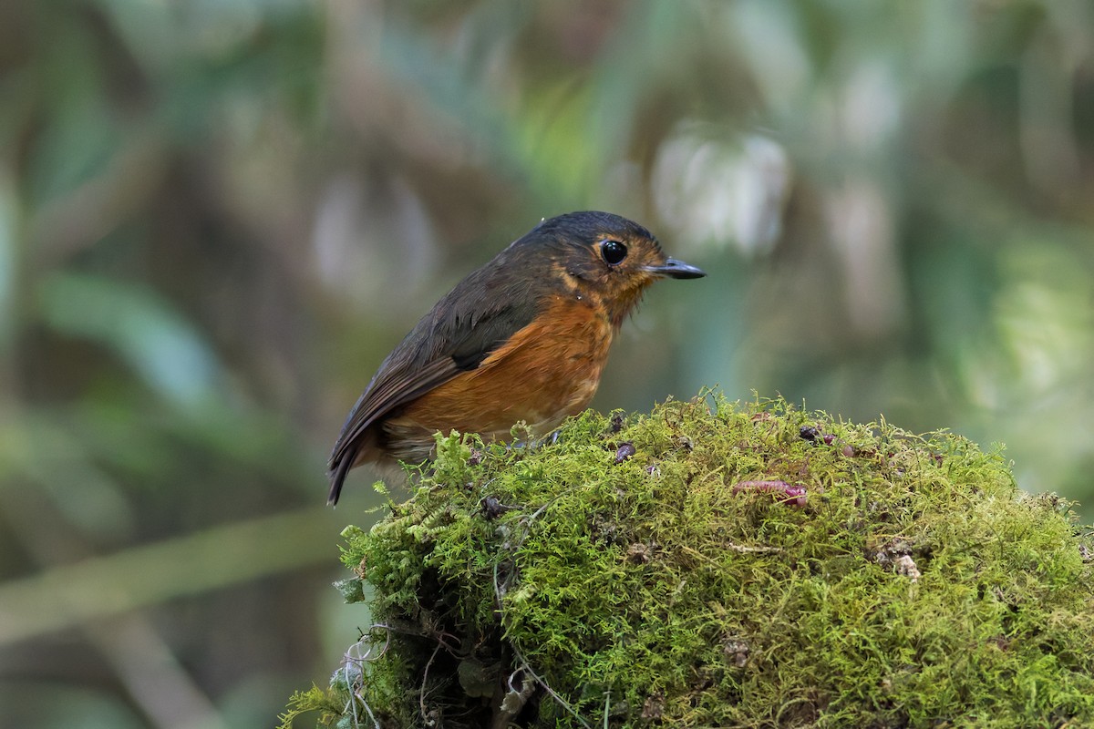 Slate-crowned Antpitta - Eric Zawatski