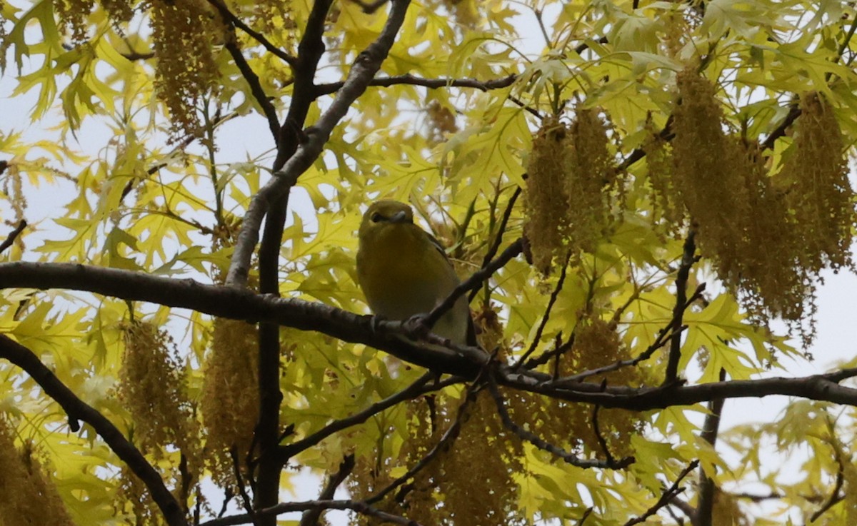 Viréo à gorge jaune - ML618044988