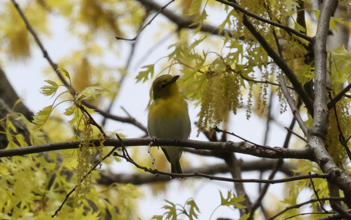 Yellow-throated Vireo - Tomas Kay