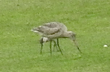 Marbled Godwit - klaus emmaneel