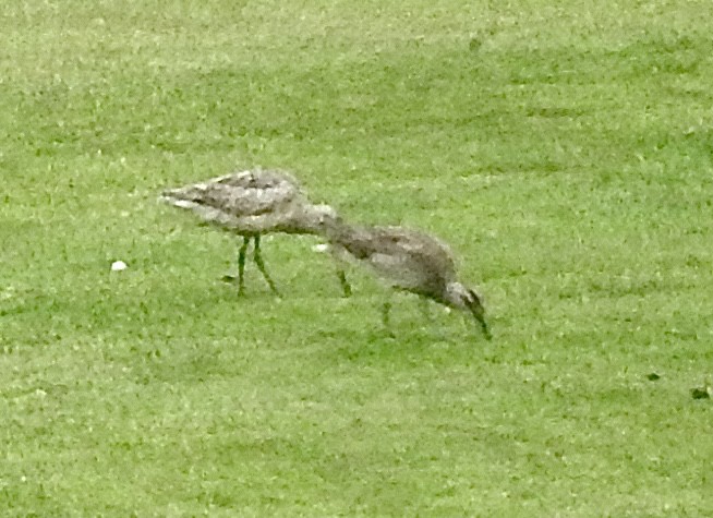 Marbled Godwit - ML618044993