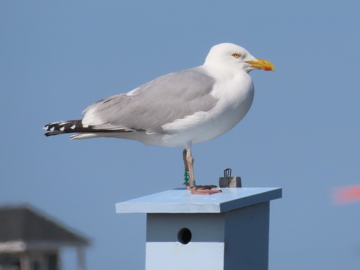 Gaviota Argéntea - ML618045042