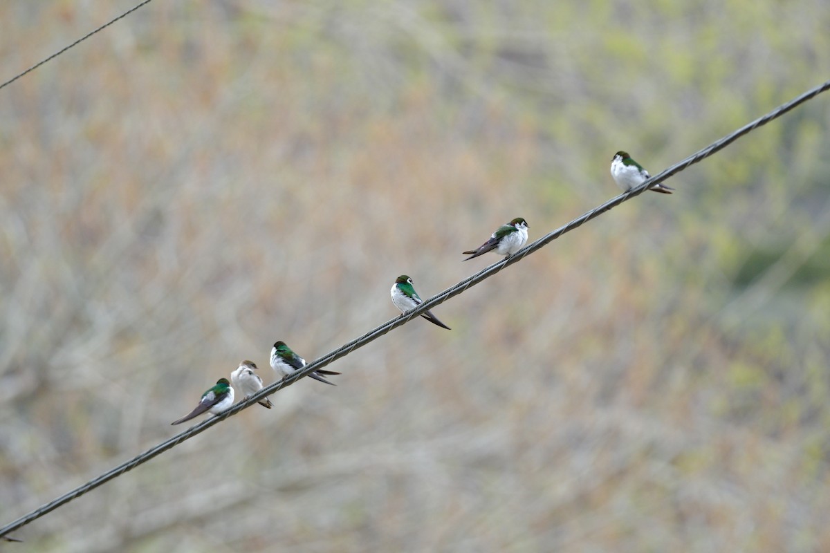 Golondrina Verdemar - ML618045065