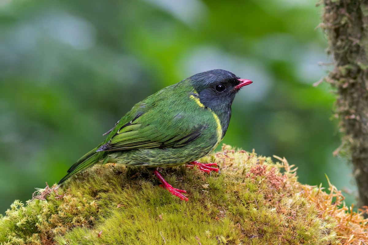 Green-and-black Fruiteater - Eric Zawatski