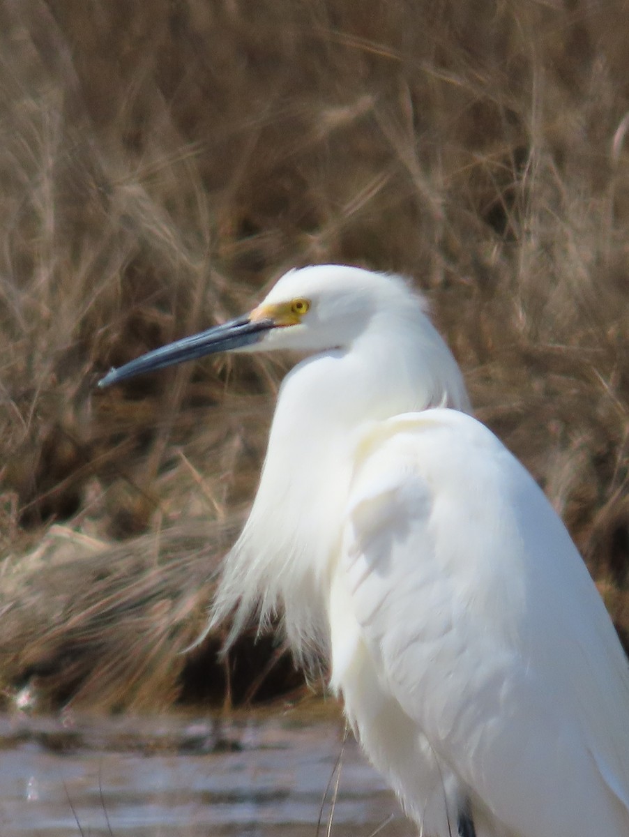 Snowy Egret - ML618045098