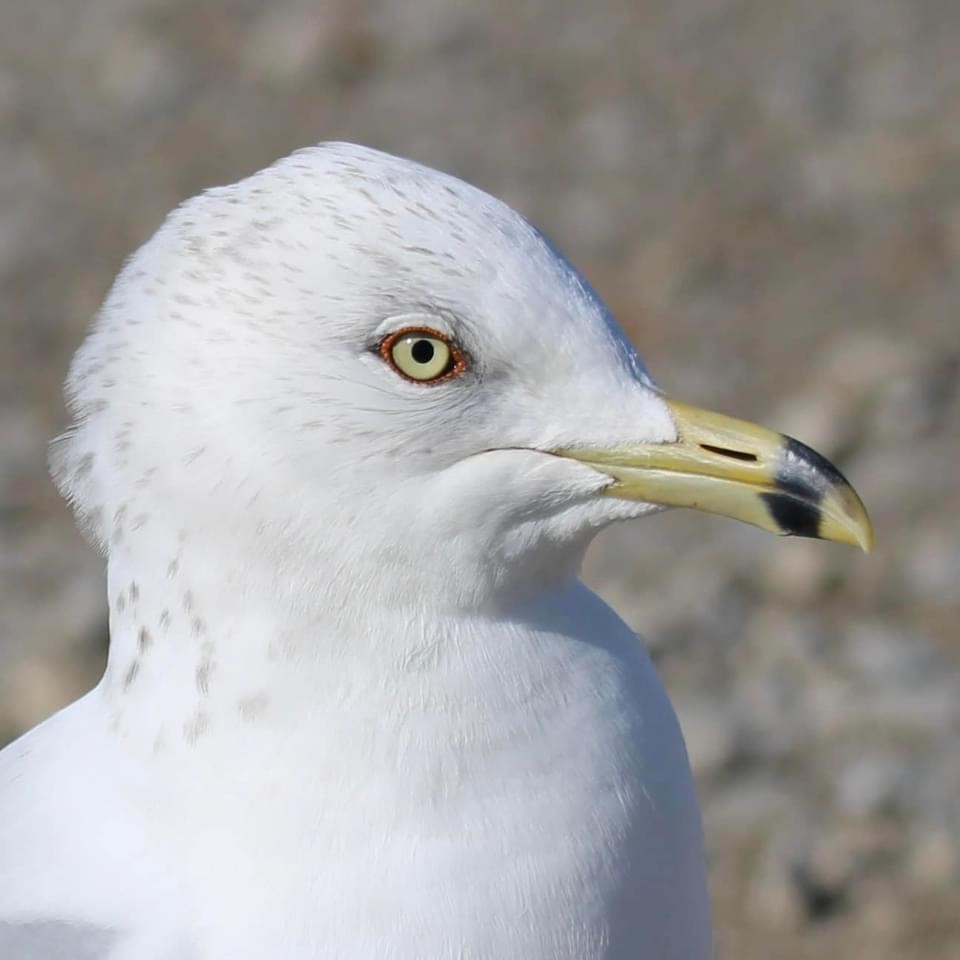 Ring-billed Gull - ML618045107