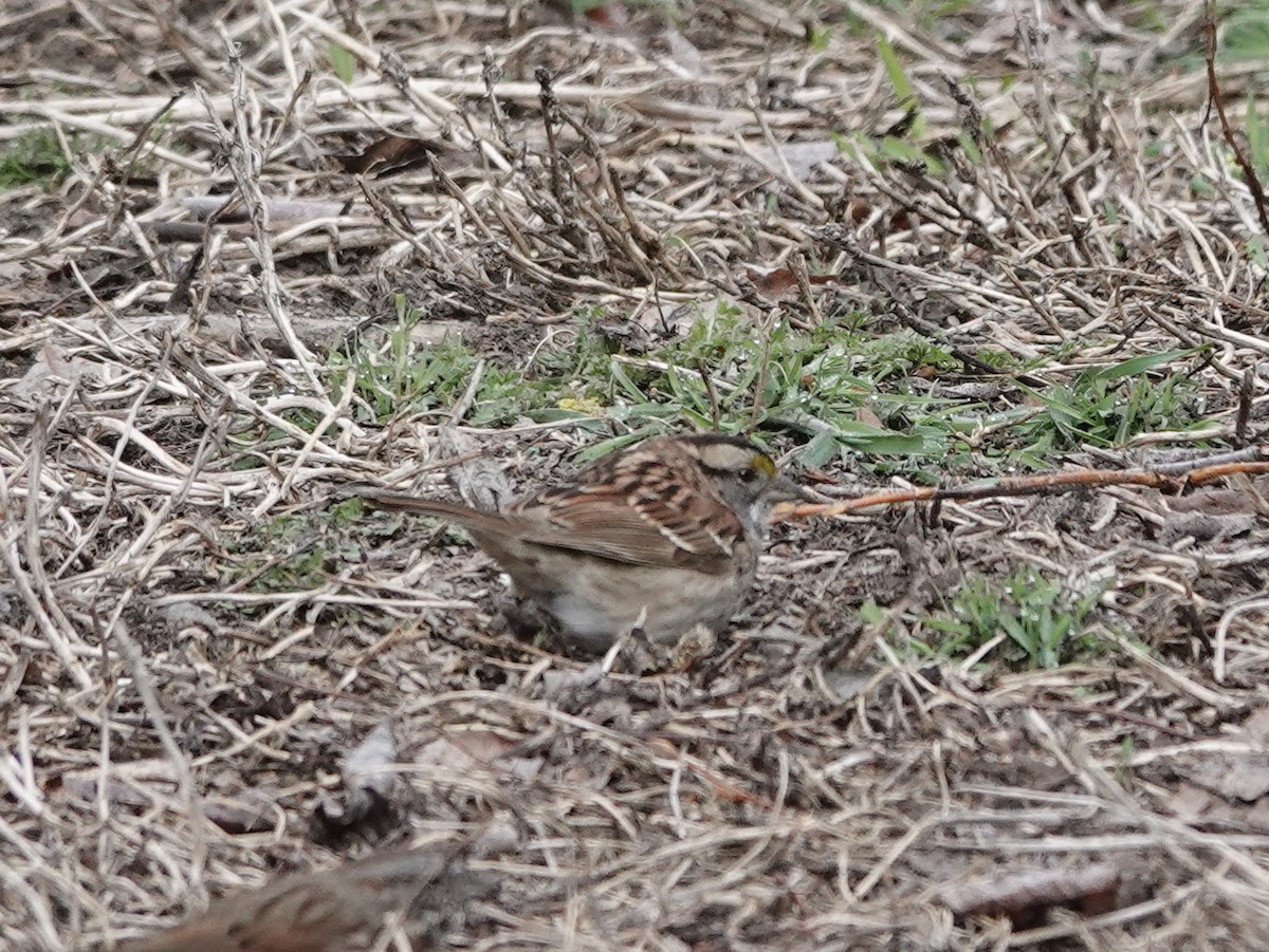 White-throated Sparrow - ML618045110