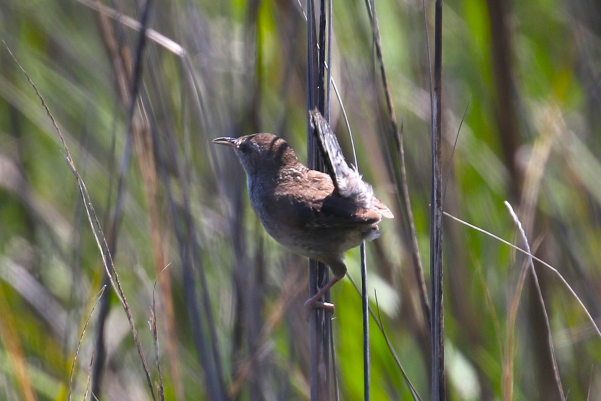 Marsh Wren - ML618045125