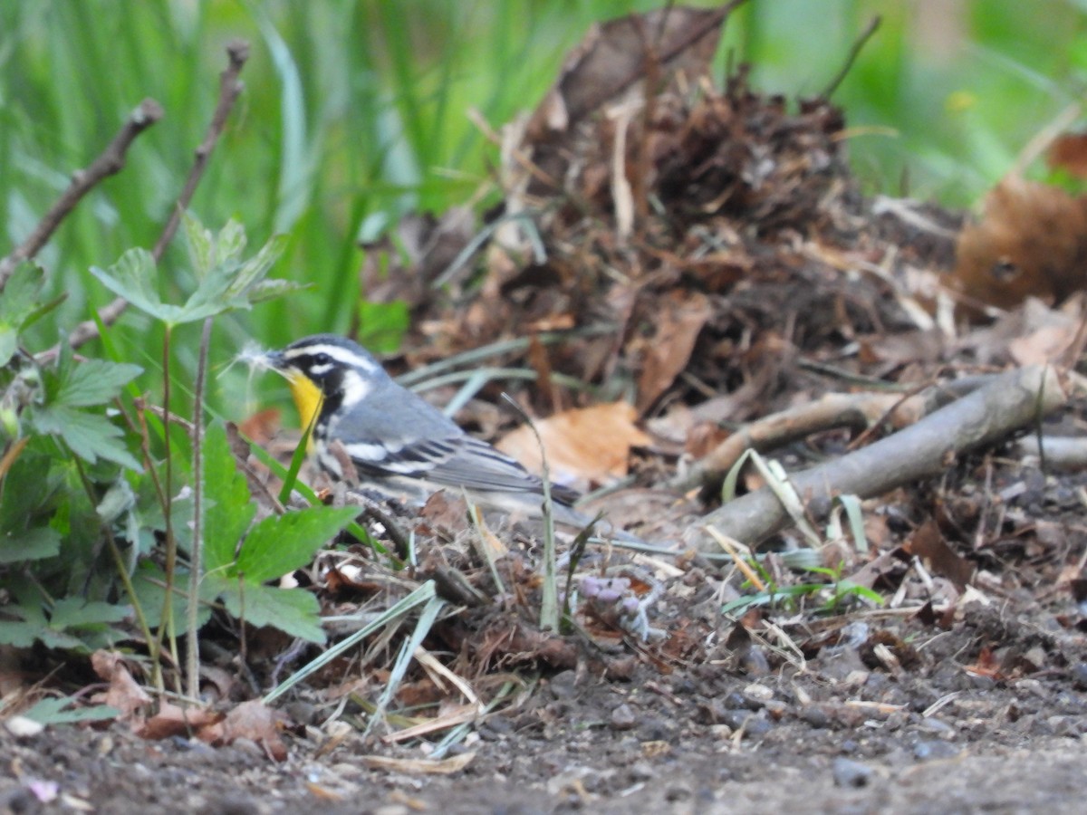 Yellow-throated Warbler - Evan Miller