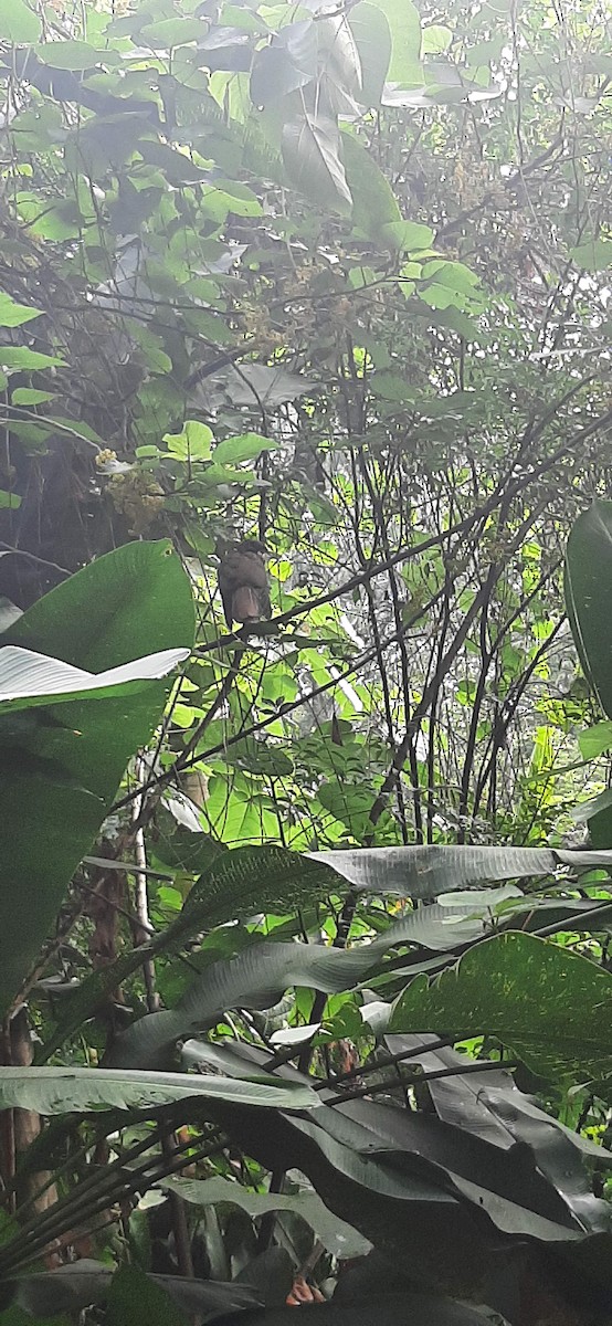 Band-tailed Guan - Juan Ramírez