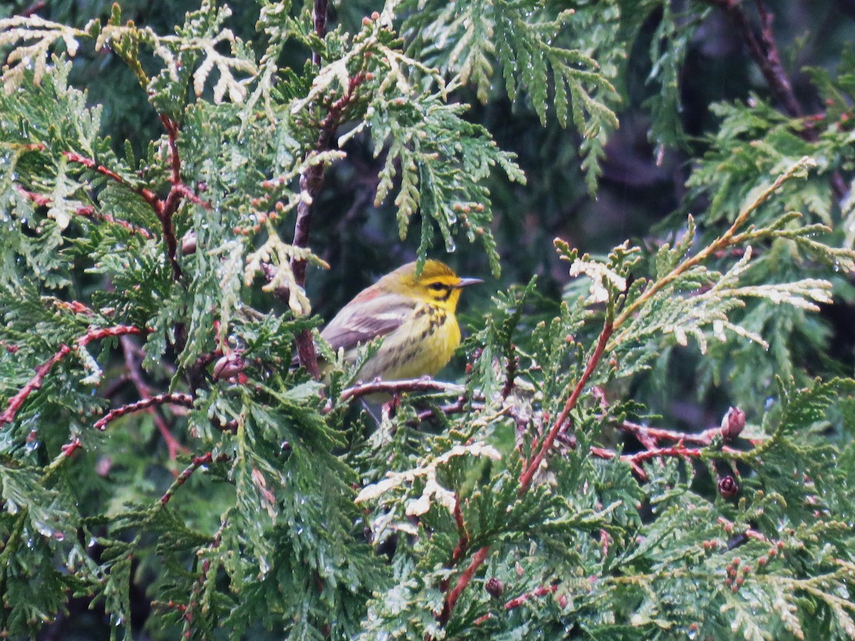 Prairie Warbler - Michel Turcot