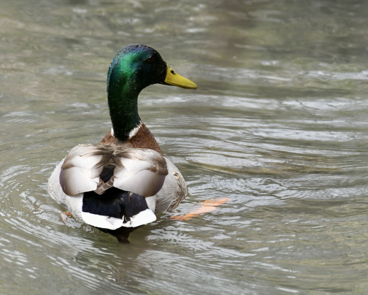 Canard colvert - ML618045283