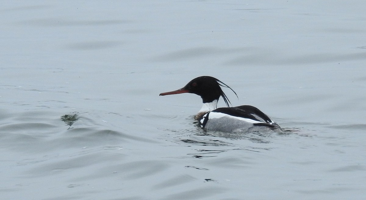 Red-breasted Merganser - David Bree