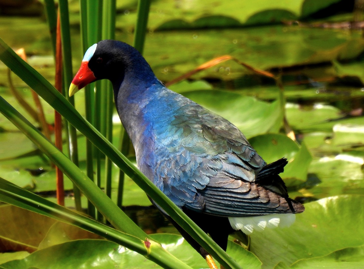 Purple Gallinule - Fred Fahmy