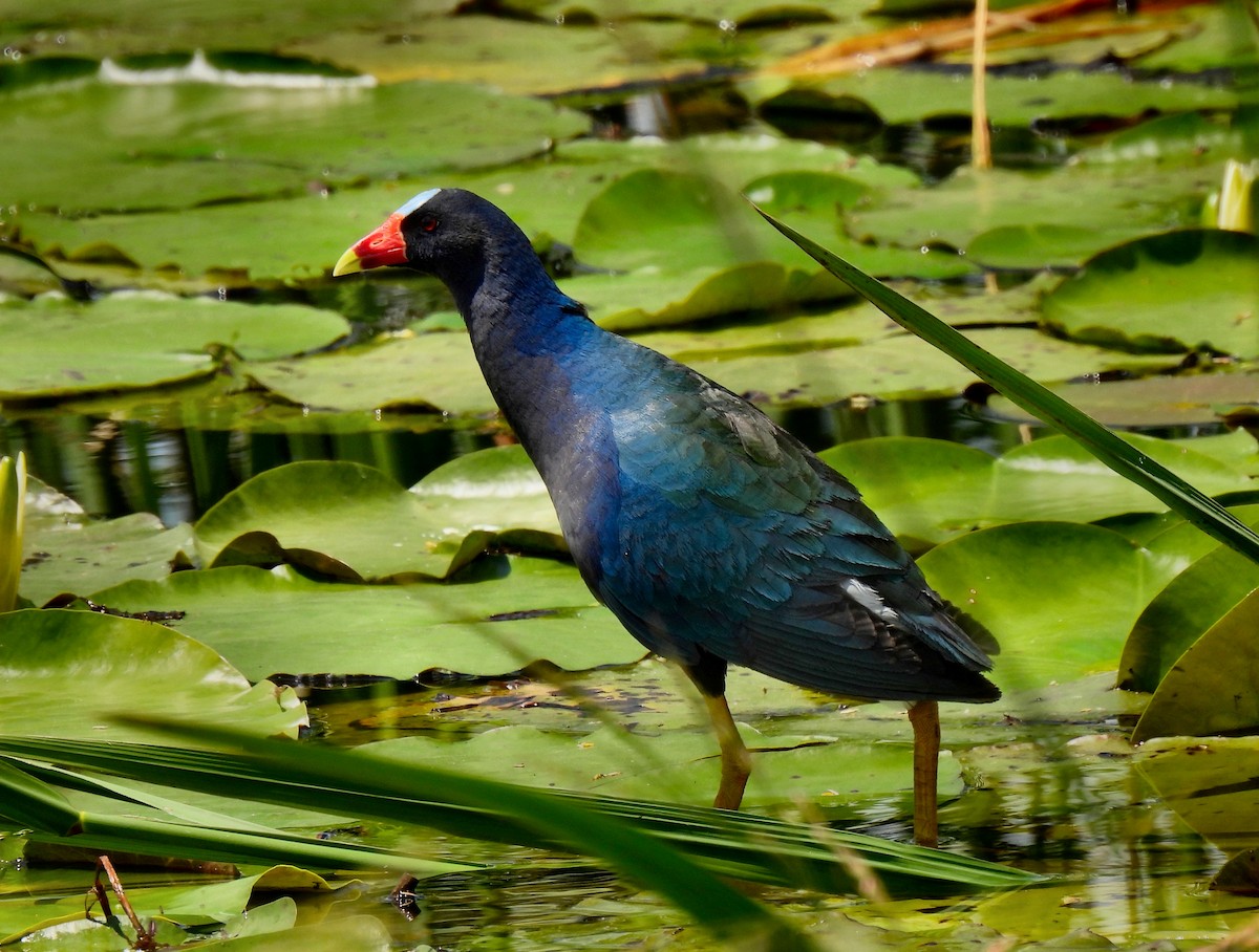 Purple Gallinule - Fred Fahmy