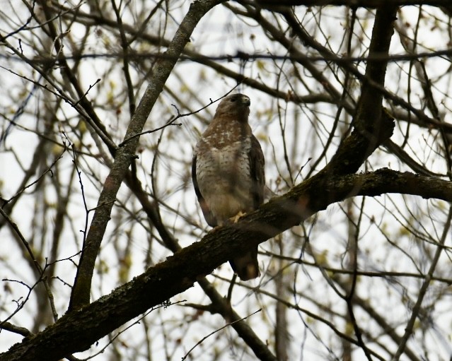 Broad-winged Hawk - ML618045344