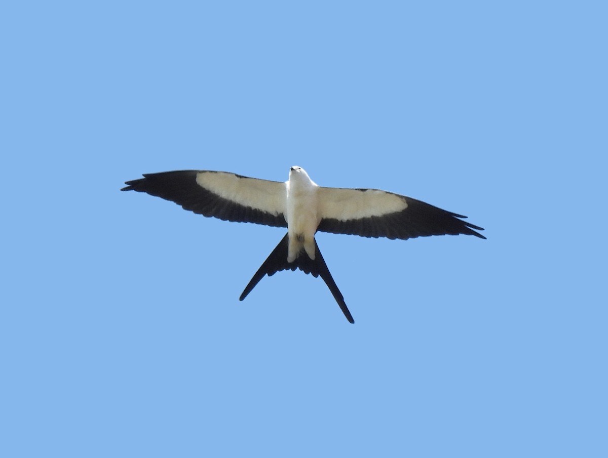 Swallow-tailed Kite - ML618045357