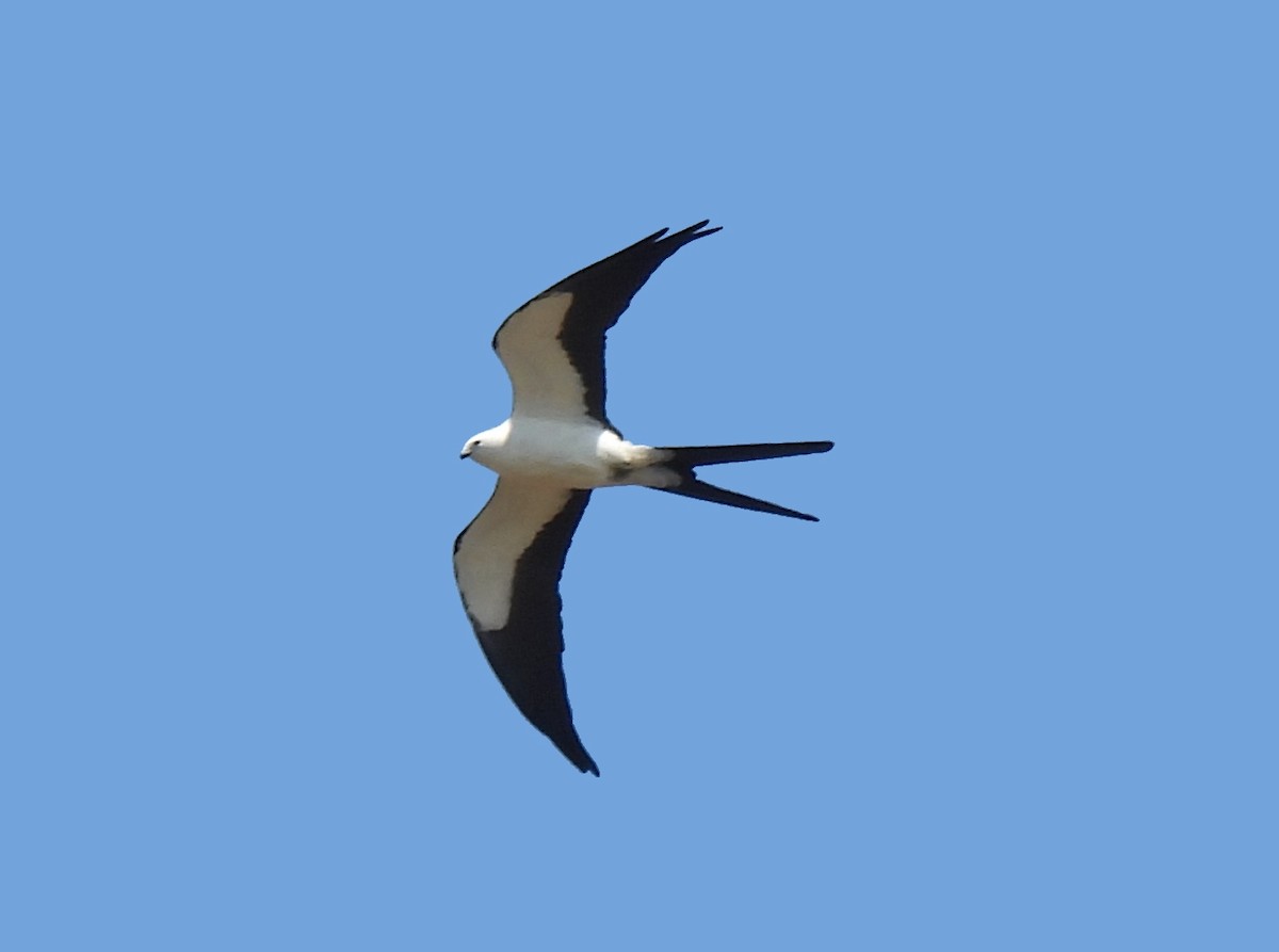 Swallow-tailed Kite - ML618045358