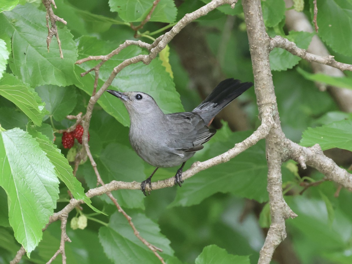 Gray Catbird - Amy Bishop & Doug Booher