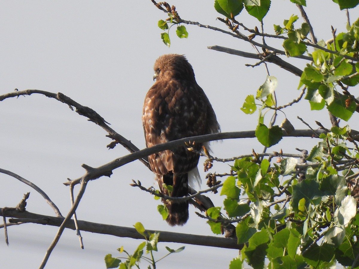 Red-shouldered Hawk - ML618045400