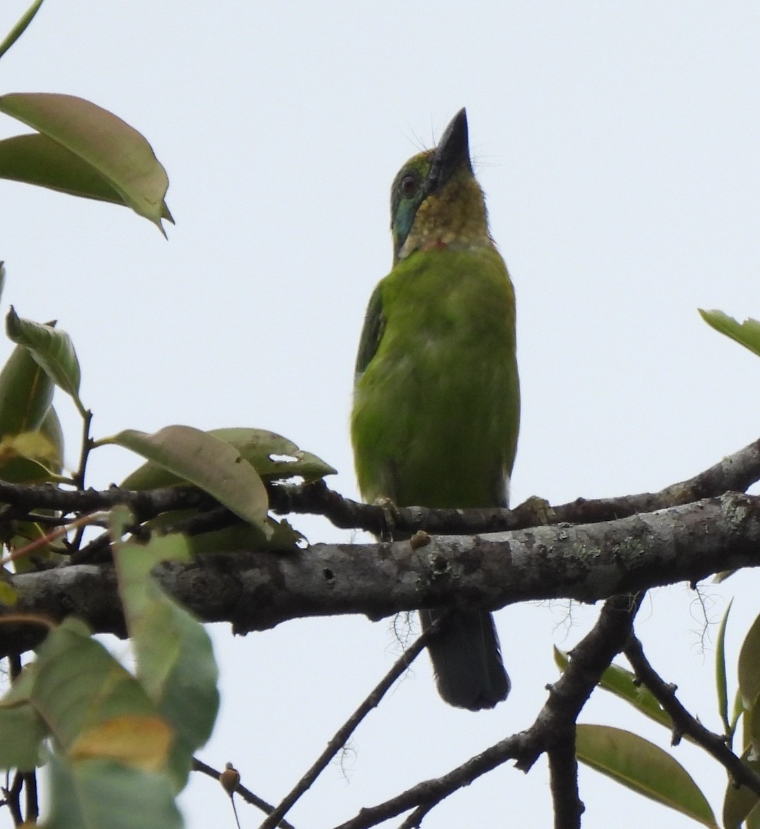 Borneobartvogel - ML618045409