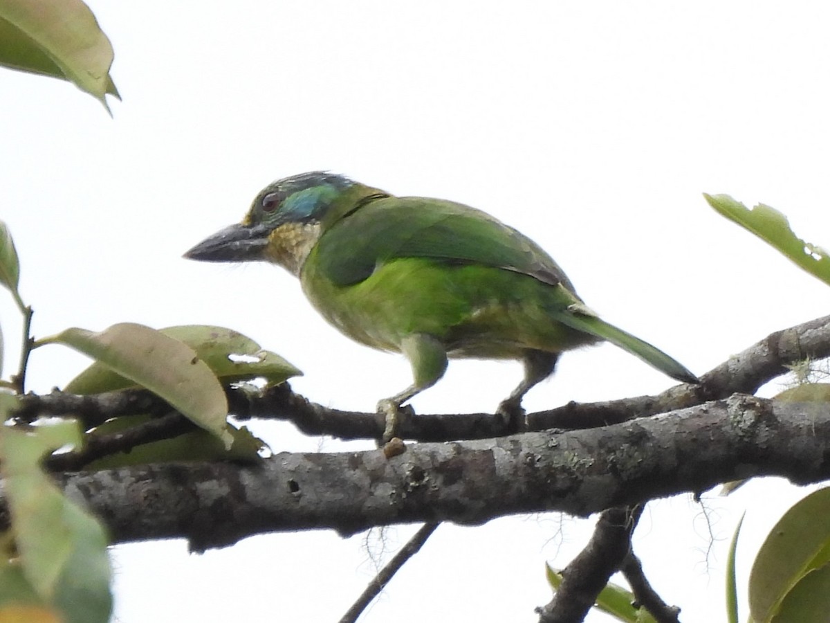 Borneobartvogel - ML618045410