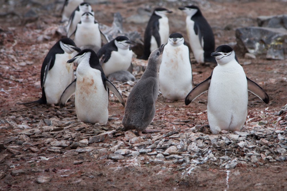 Антарктический пингвин - ML618045445