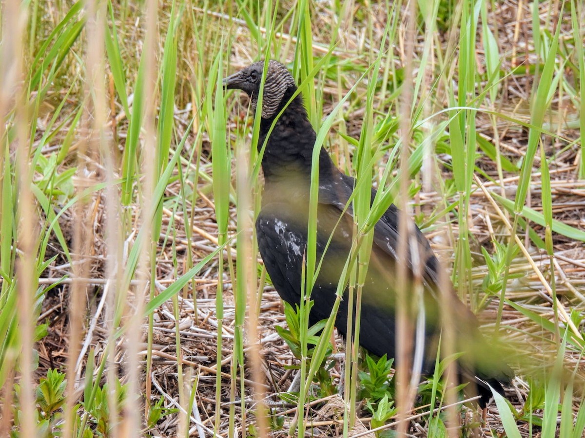 Black Vulture - ML618045459