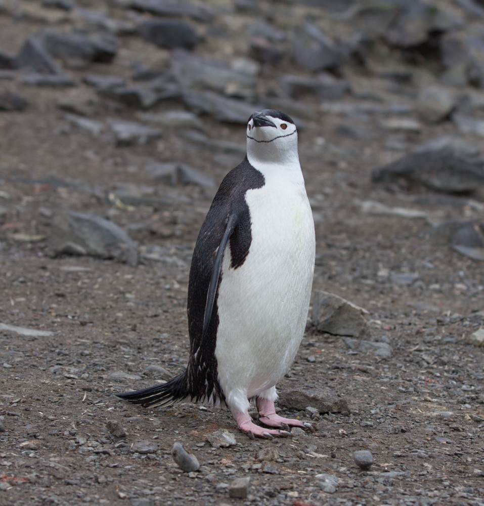 Пінгвін антарктичний - ML618045481