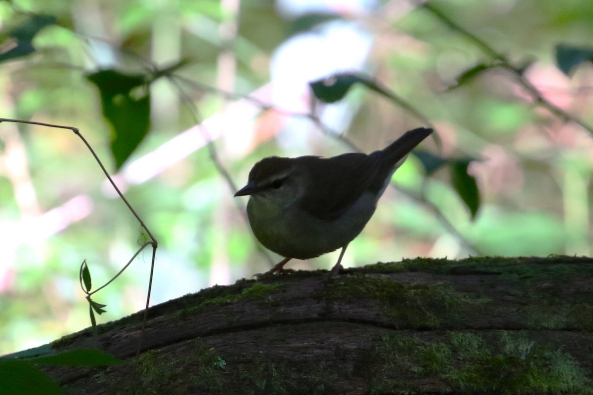 Swainson's Warbler - Ethan Ring