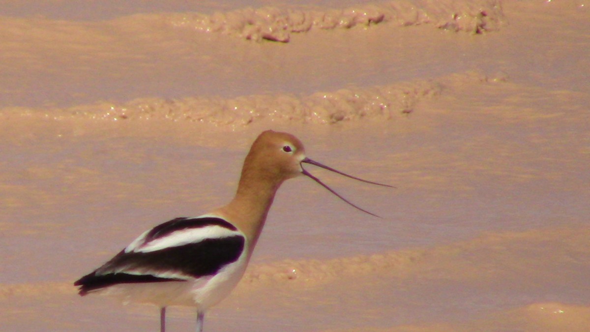 American Avocet - Oscar Anderson