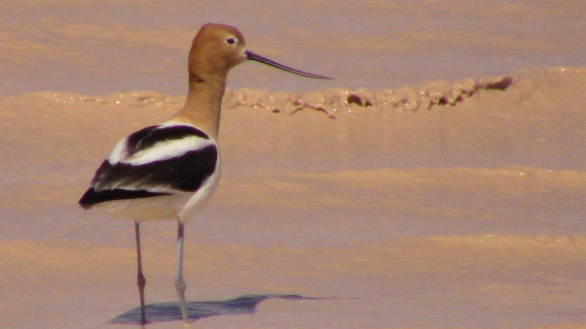 Avoceta Americana - ML618045614