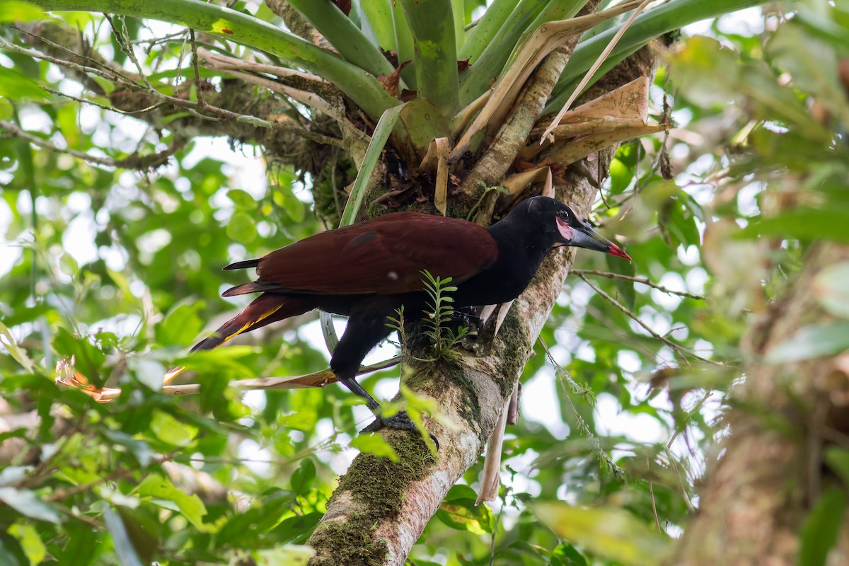 Baudo Oropendola - ML618045615