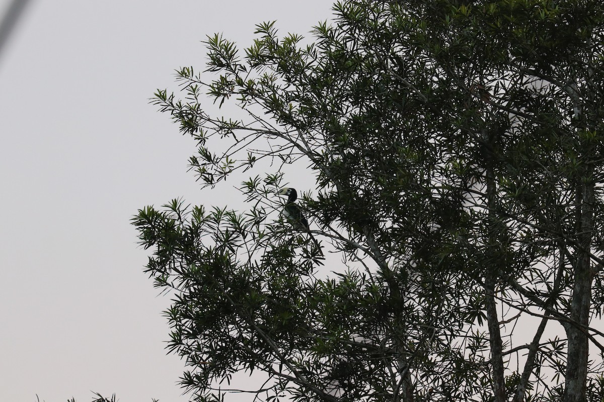 Oriental Pied-Hornbill - ML618045627