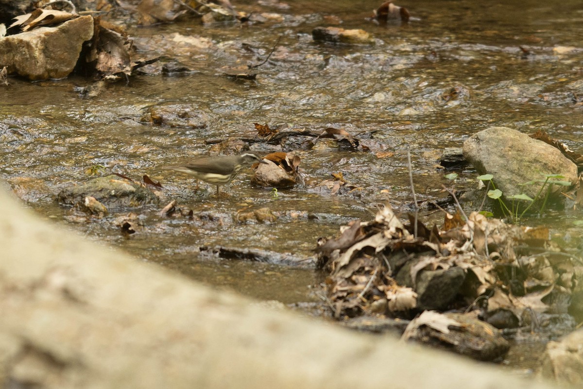 Louisiana Waterthrush - Megan Kasprzak