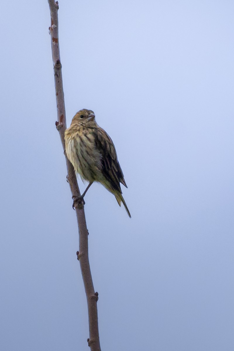 Saffron Finch - ADRIAN GRILLI