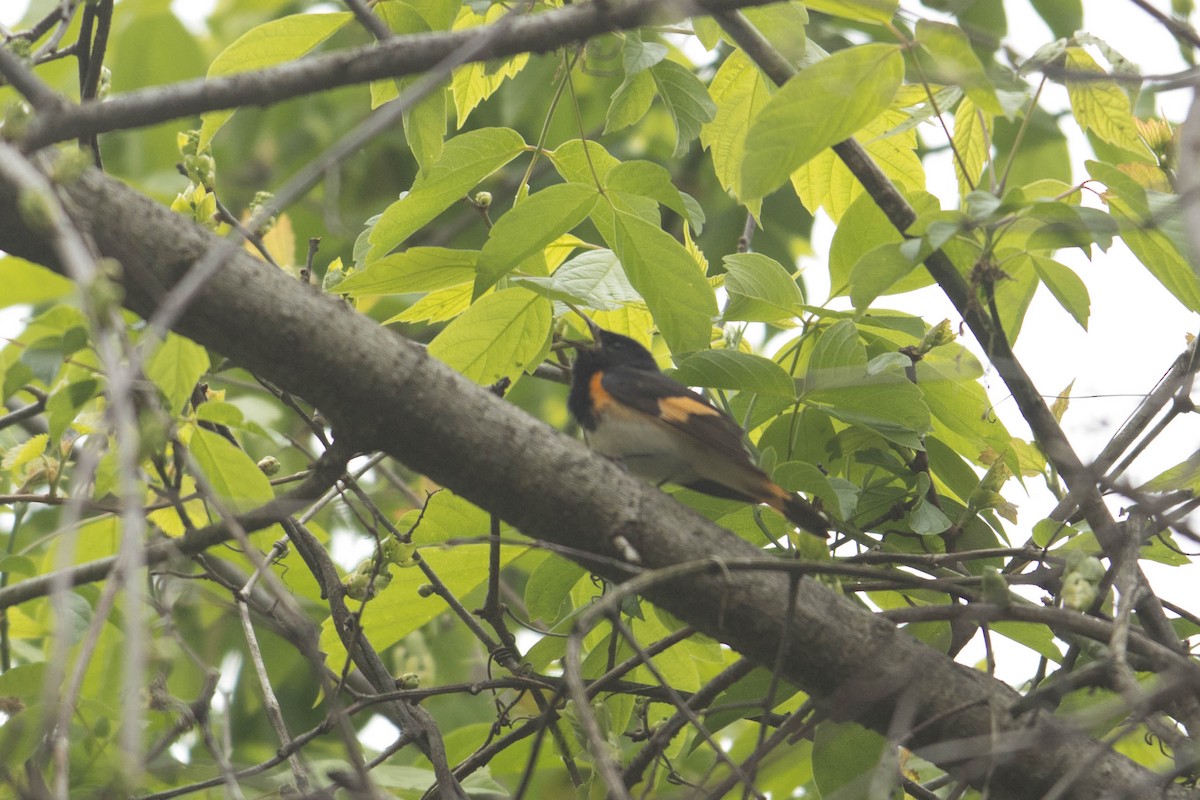 American Redstart - ML618045677