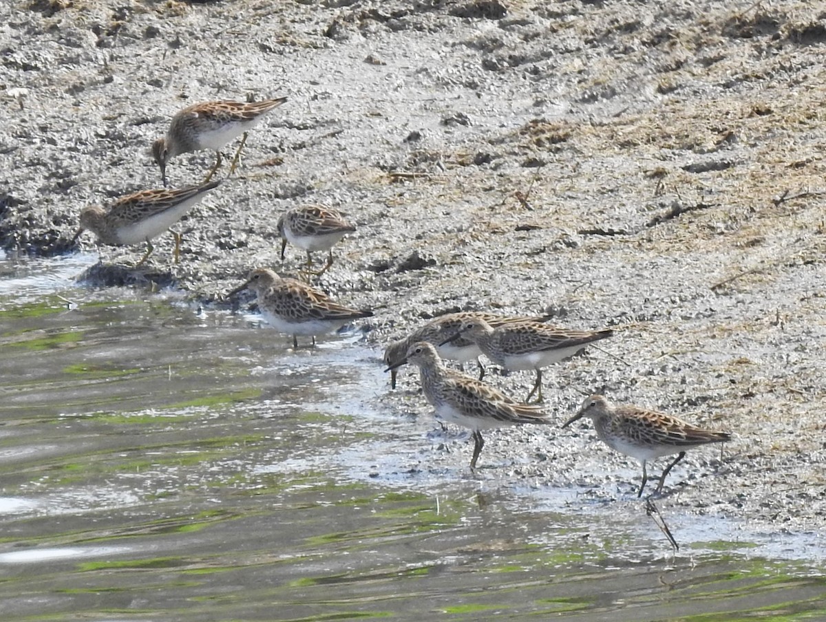 Graubrust-Strandläufer - ML618045727