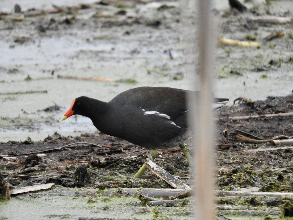 Common Gallinule - ML618045735