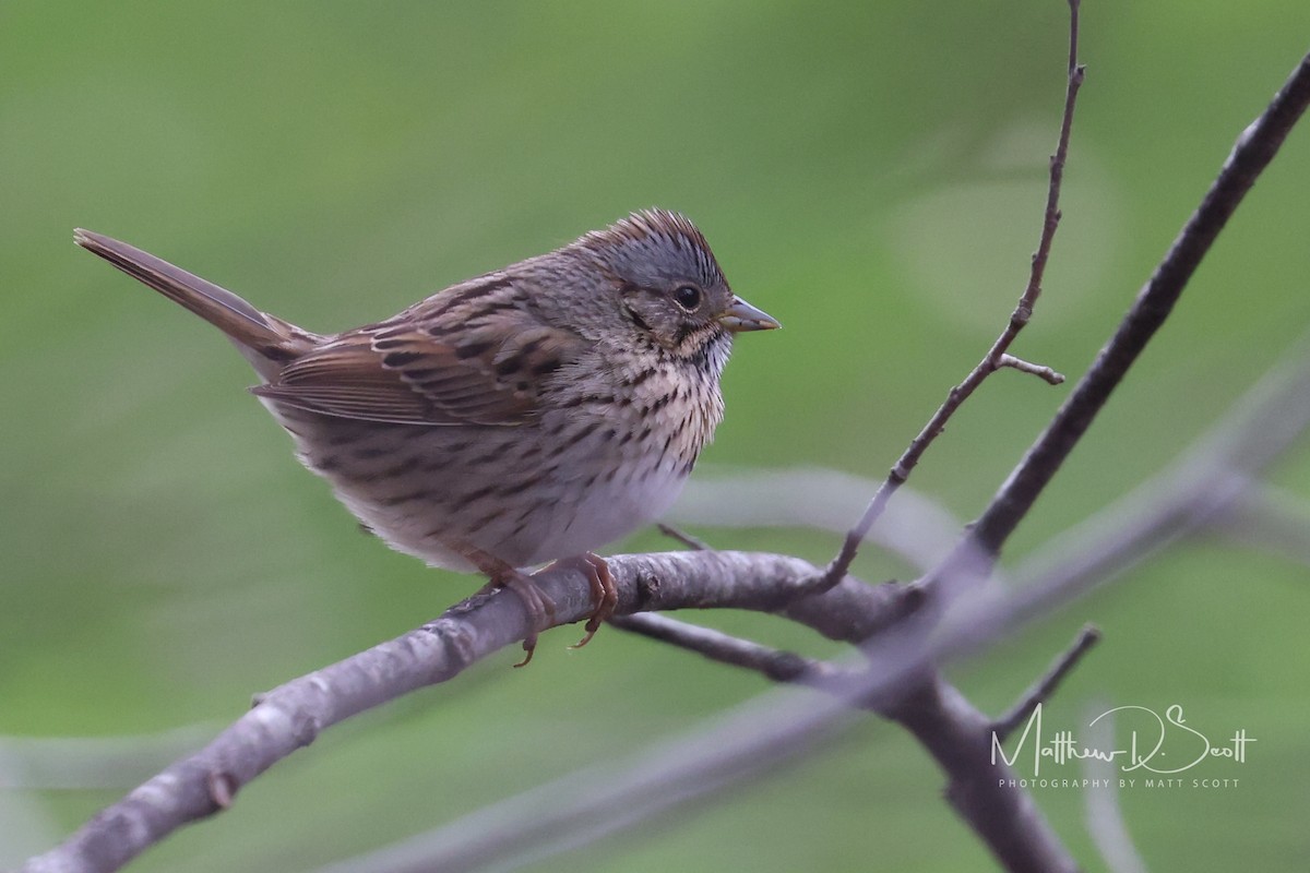 Lincoln's Sparrow - ML618045750