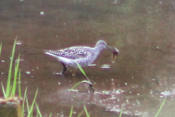 Greater Yellowlegs - Audrey Gordon